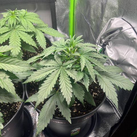 Amnesia Zkittlez growlog timeline photo