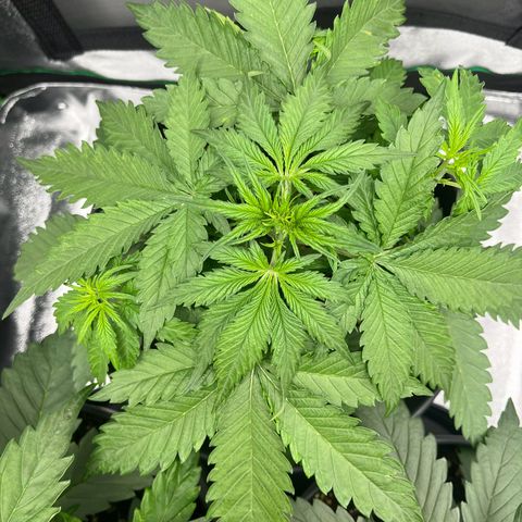 Blue Dream growlog timeline photo
