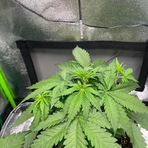 Blue Dream growlog timeline photo