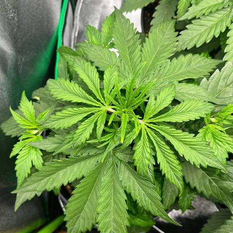 Northern Lights growlog timeline photo
