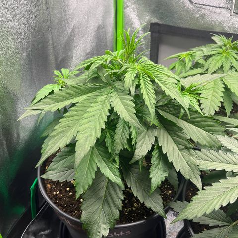 Northern Lights growlog timeline photo