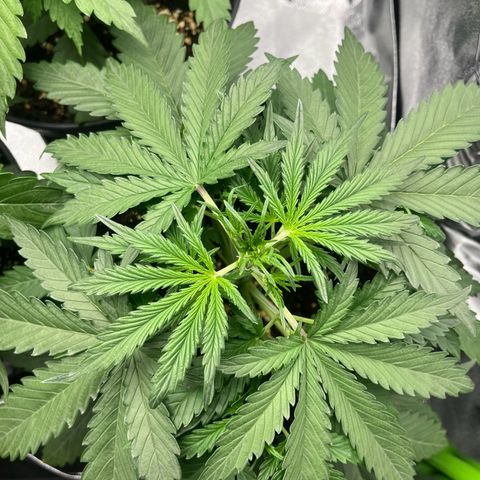 Amnesia Zkittlez growlog timeline photo