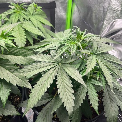 Amnesia Zkittlez growlog timeline photo
