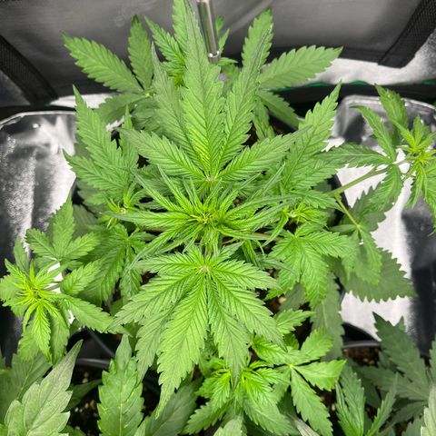 Blue Dream growlog timeline photo