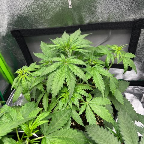 Blue Dream growlog timeline photo