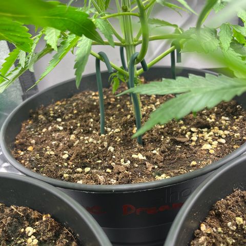 Blue Dream growlog timeline photo