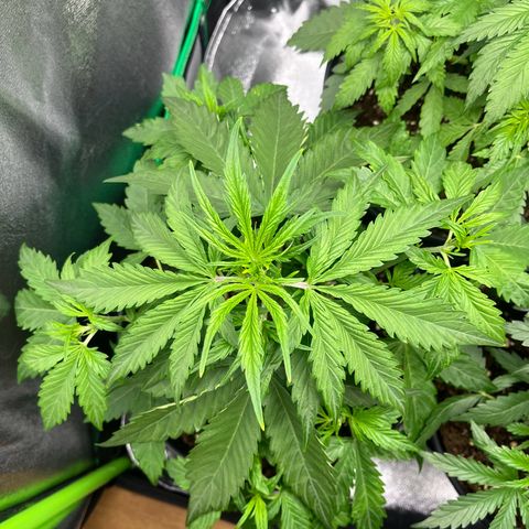 Northern Lights growlog timeline photo
