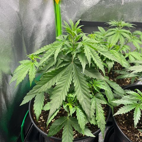 Northern Lights growlog timeline photo