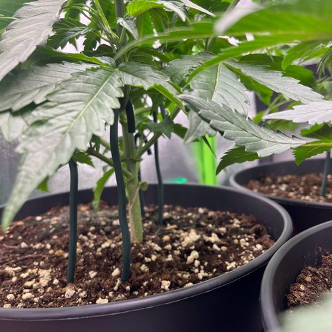 Northern Lights growlog timeline photo