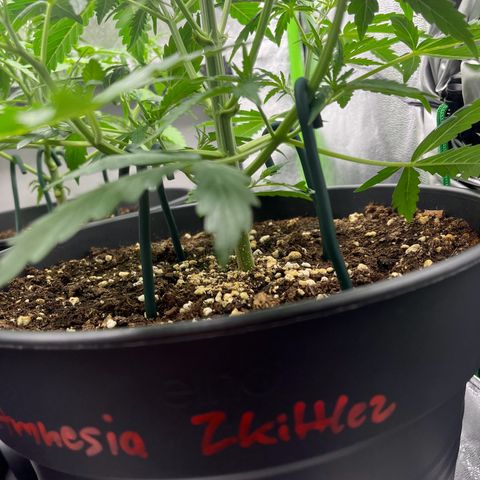 Amnesia Zkittlez growlog timeline photo