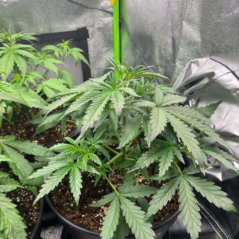 Amnesia Zkittlez growlog timeline photo