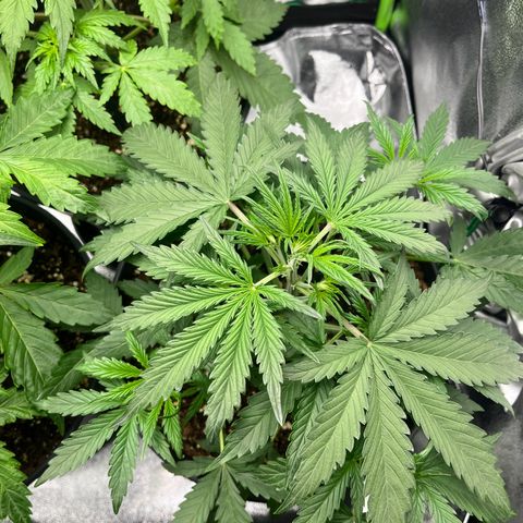 Amnesia Zkittlez growlog timeline photo
