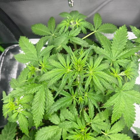 Blue Dream growlog timeline photo