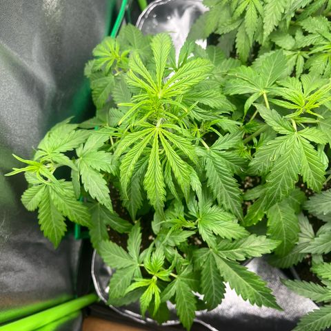 Northern Lights growlog timeline photo