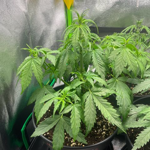 Northern Lights growlog timeline photo