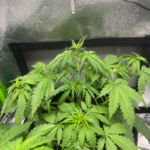 Blue Dream growlog timeline photo