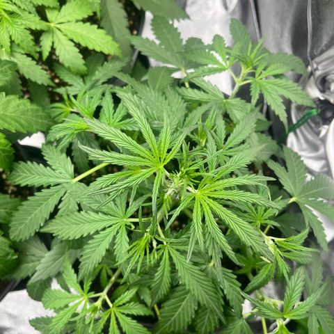 Amnesia Zkittlez growlog timeline photo