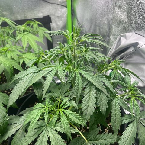 Amnesia Zkittlez growlog timeline photo