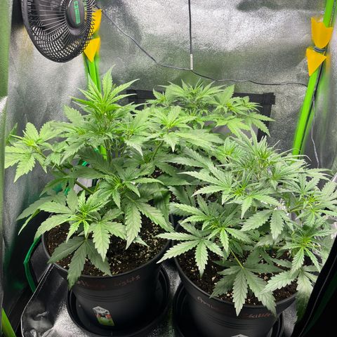 Amnesia Zkittlez growlog timeline photo