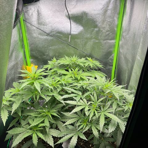 Northern Lights growlog timeline photo