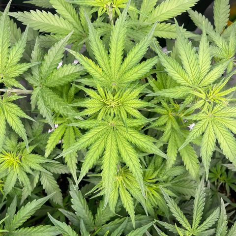 Blue Dream growlog timeline photo