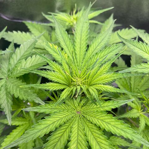 Blue Dream growlog timeline photo