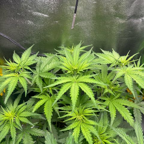 Blue Dream growlog timeline photo