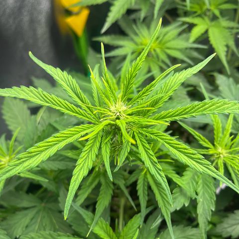 Northern Lights growlog timeline photo