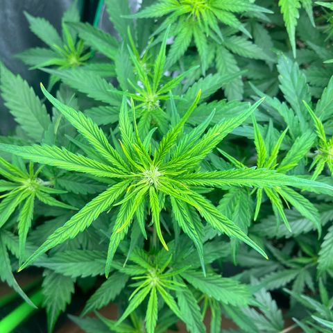 Northern Lights growlog timeline photo