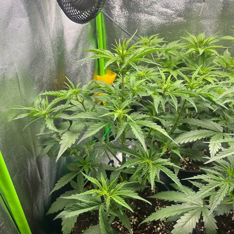 Northern Lights growlog timeline photo