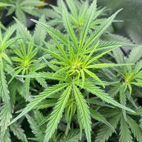 Amnesia Zkittlez growlog timeline photo