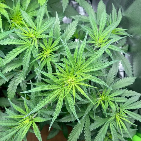 Amnesia Zkittlez growlog timeline photo