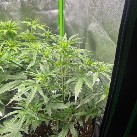 Amnesia Zkittlez growlog timeline photo