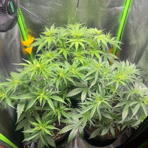 Amnesia Zkittlez growlog timeline photo