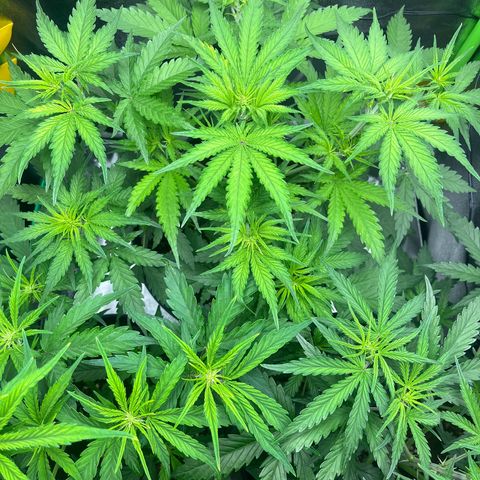 Amnesia Zkittlez growlog timeline photo