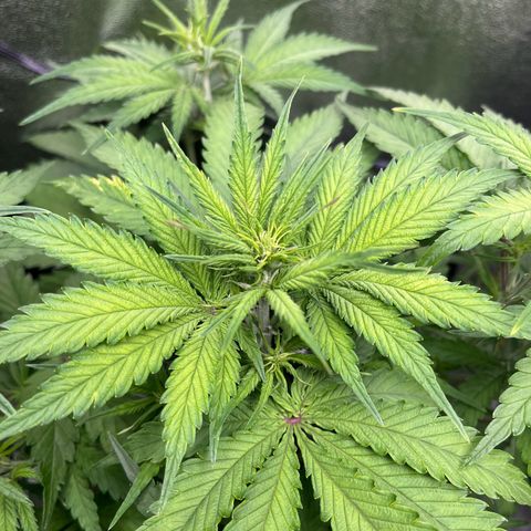 Blue Dream growlog timeline photo