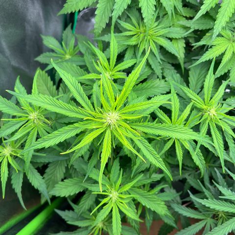 Northern Lights growlog timeline photo
