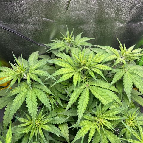 Blue Dream growlog timeline photo