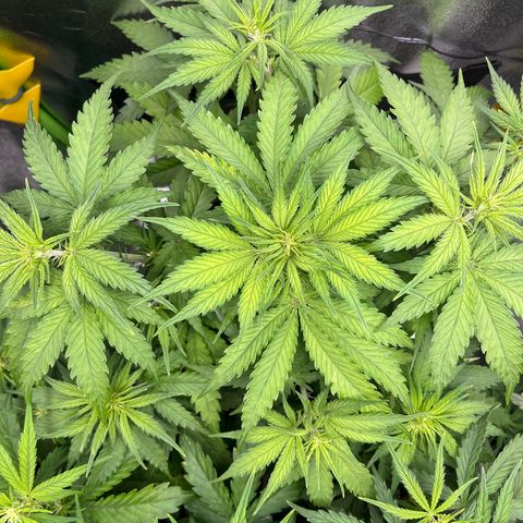 Blue Dream growlog timeline photo