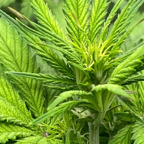 Blue Dream growlog timeline photo