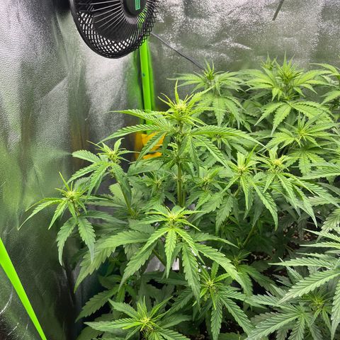 Northern Lights growlog timeline photo