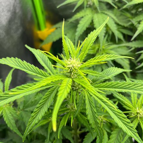Northern Lights growlog timeline photo