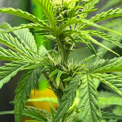 Northern Lights growlog timeline photo