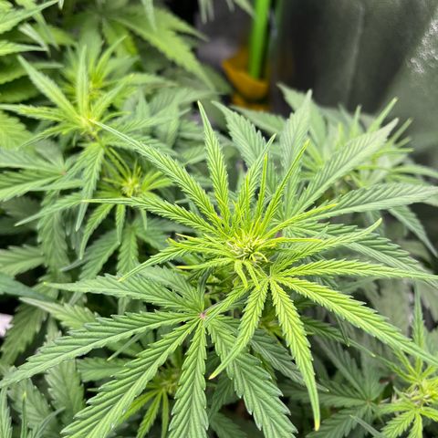 Amnesia Zkittlez growlog timeline photo