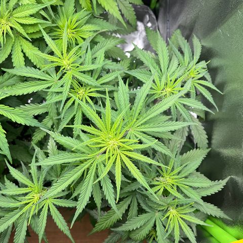 Amnesia Zkittlez growlog timeline photo