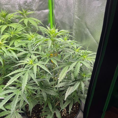 Amnesia Zkittlez growlog timeline photo