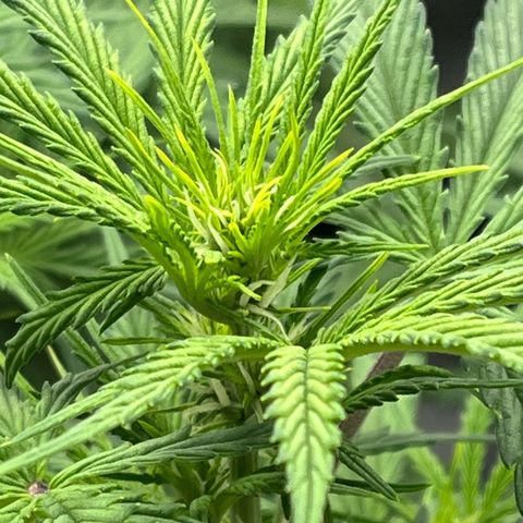 Amnesia Zkittlez growlog timeline photo