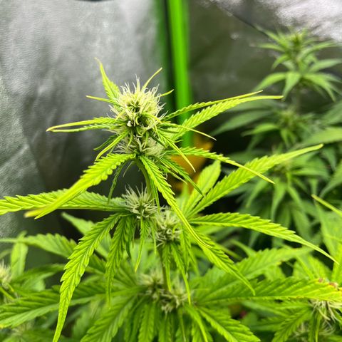 Northern Lights growlog timeline photo