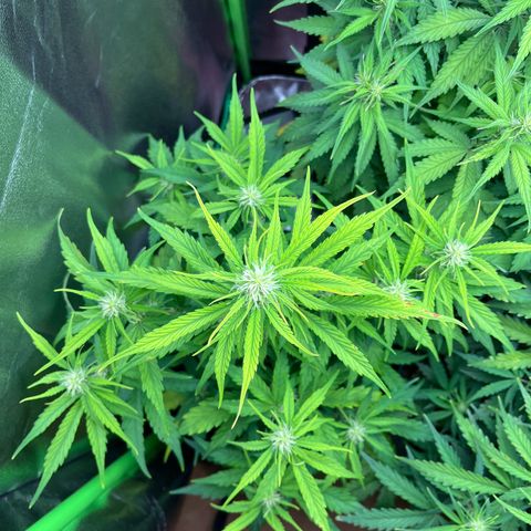 Northern Lights growlog timeline photo