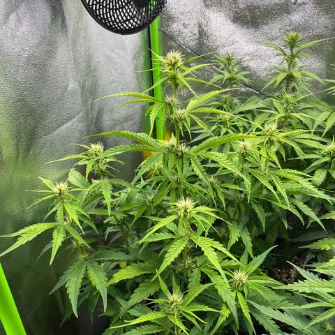 Northern Lights growlog timeline photo